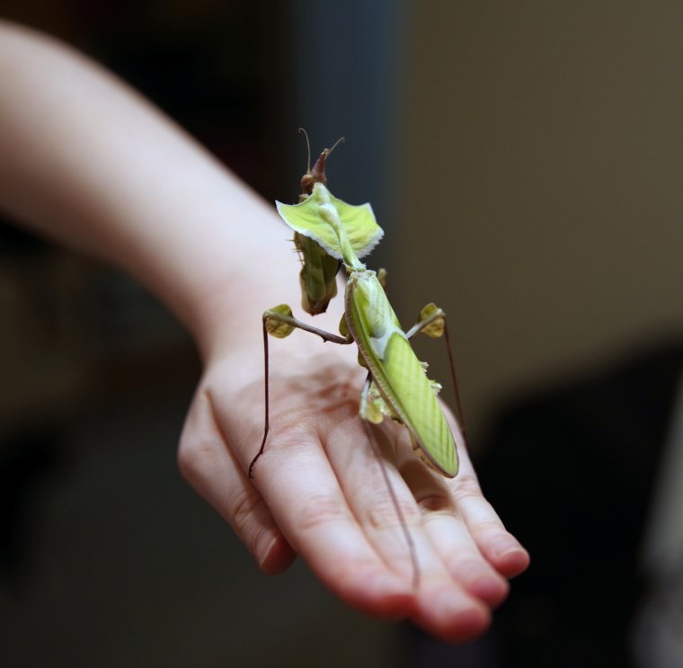 Укус богомола