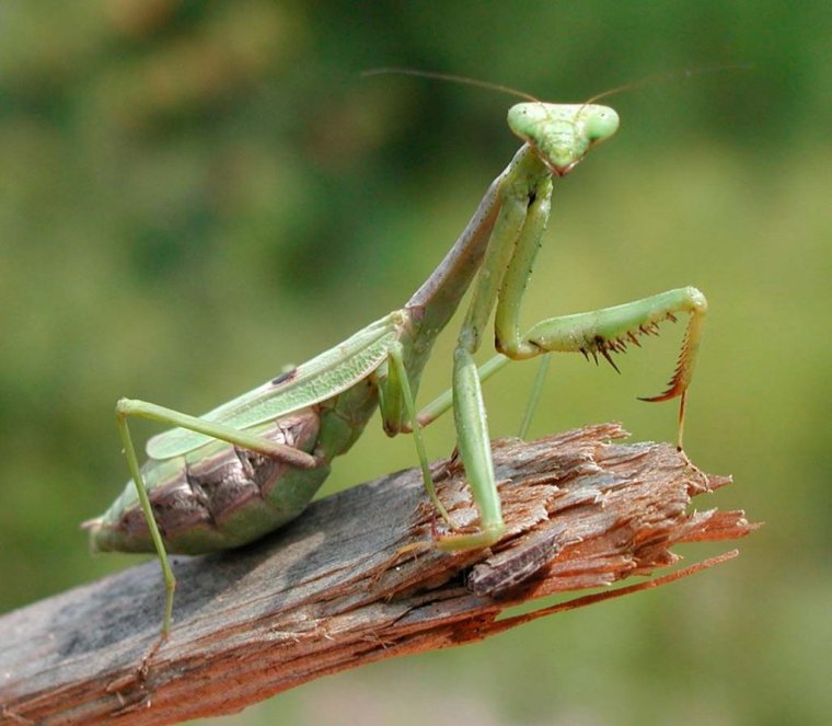 Богомол обыкновенный самка и самец
