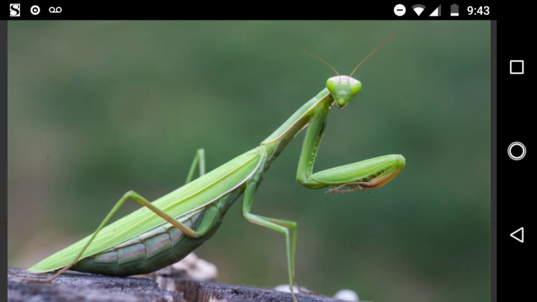 Яйцеклад богомола