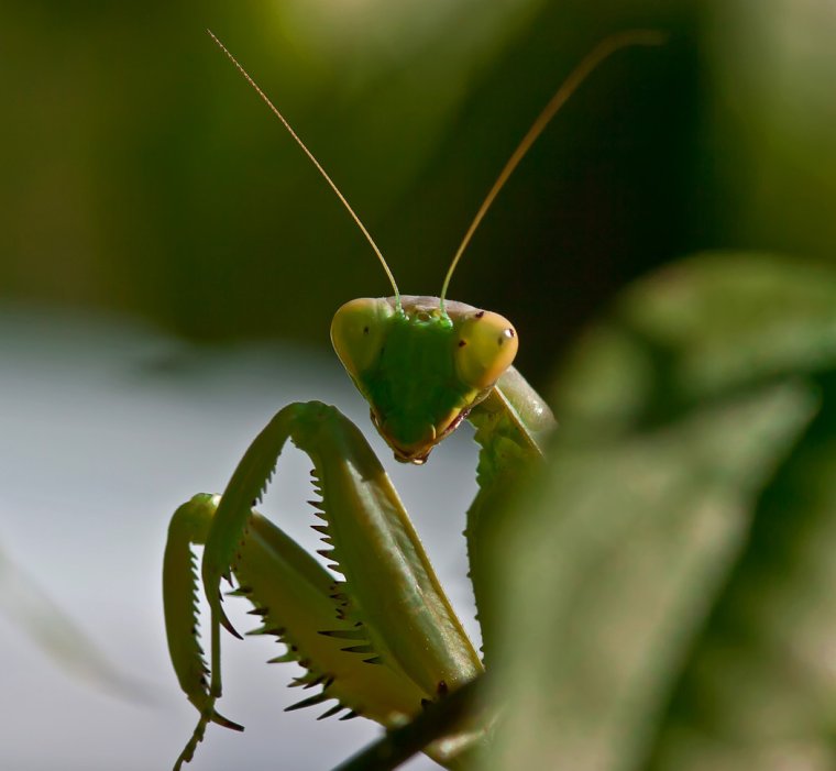 Самка богомола фильм 2004