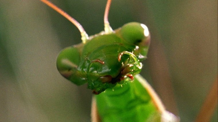 Богомол с пивом