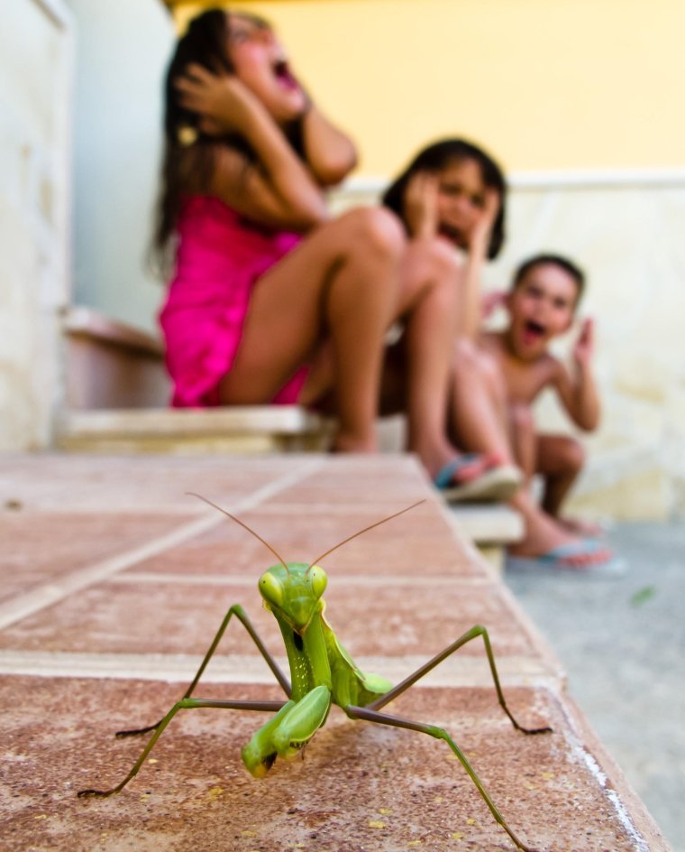 Богомол прикол