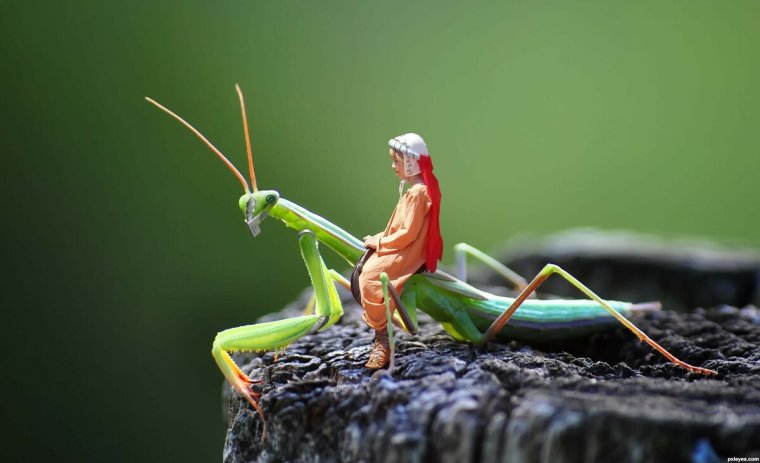 Смешной богомол