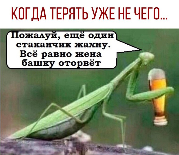 Беременный богомол