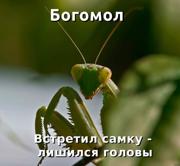 Богомол Мем