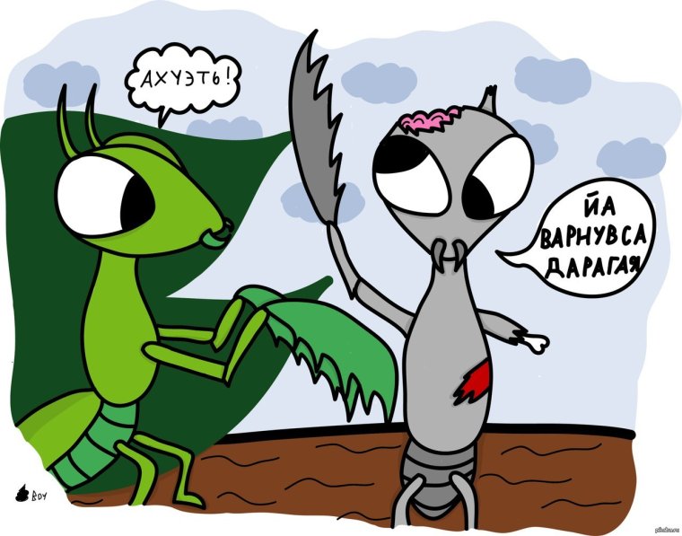 Спаривание Богомолов самка