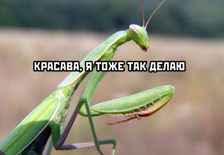 Жук богомол фото