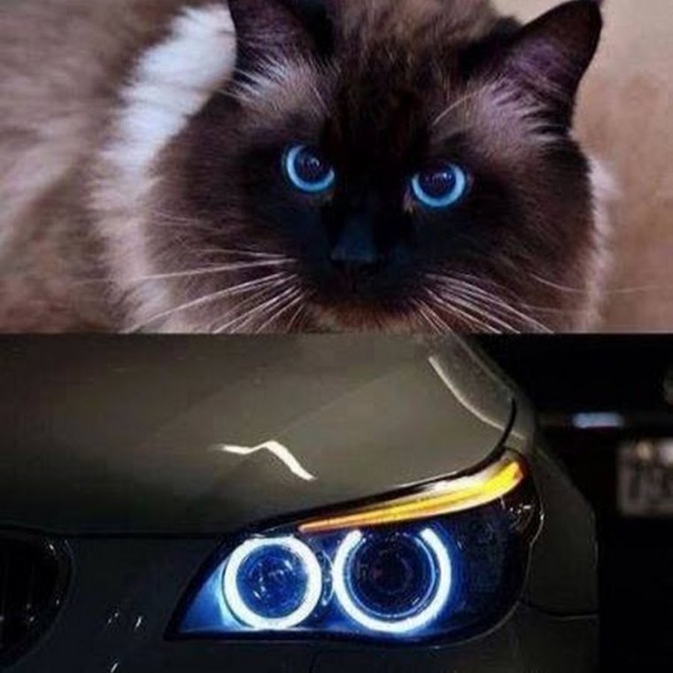 Кошачьи глазки фары