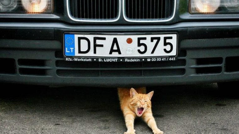 Кошачья братва