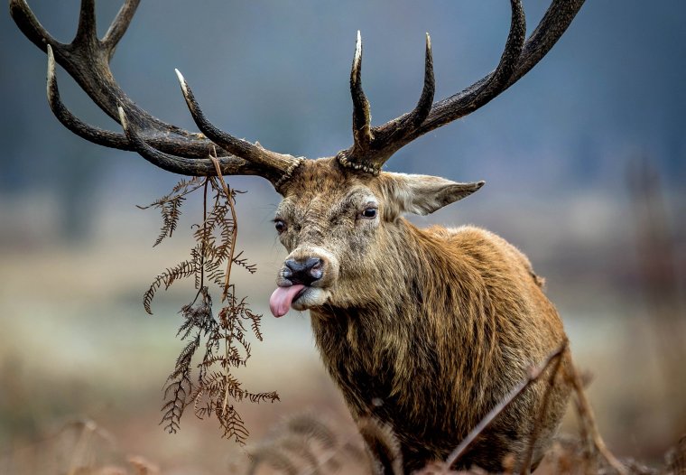 Бешеный олень