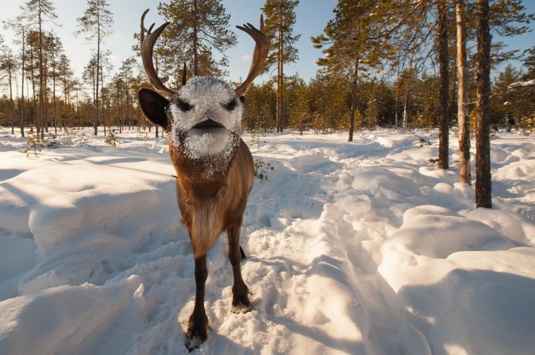 Олень Северный прикольный
