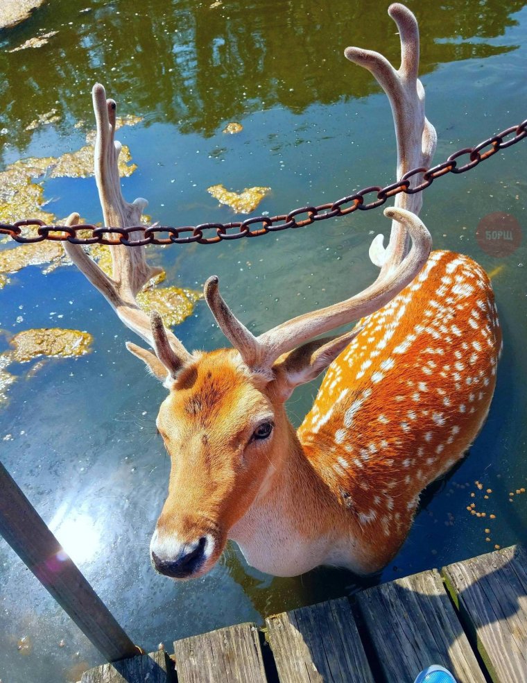 Самые красивые олени