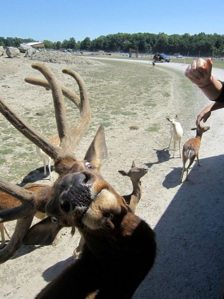 Олень смешно