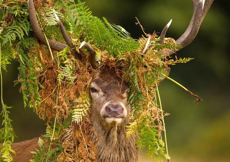 Олень в кустах
