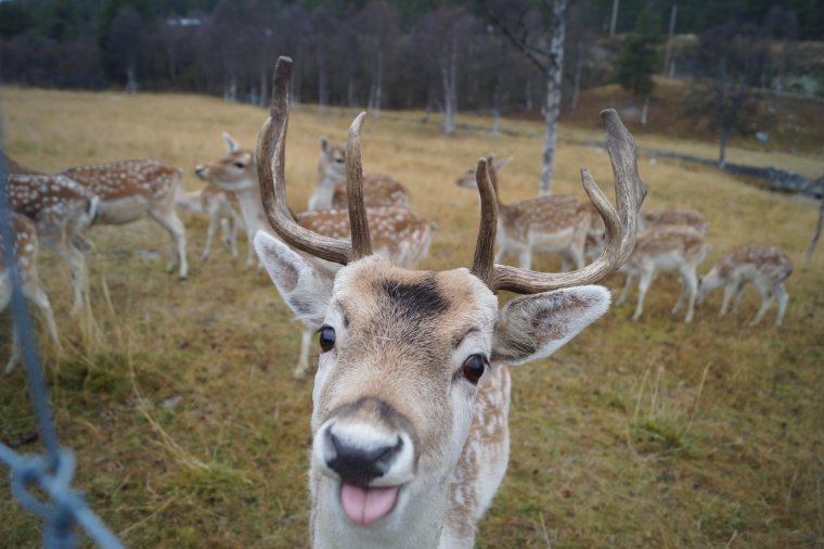 Удивленный олень