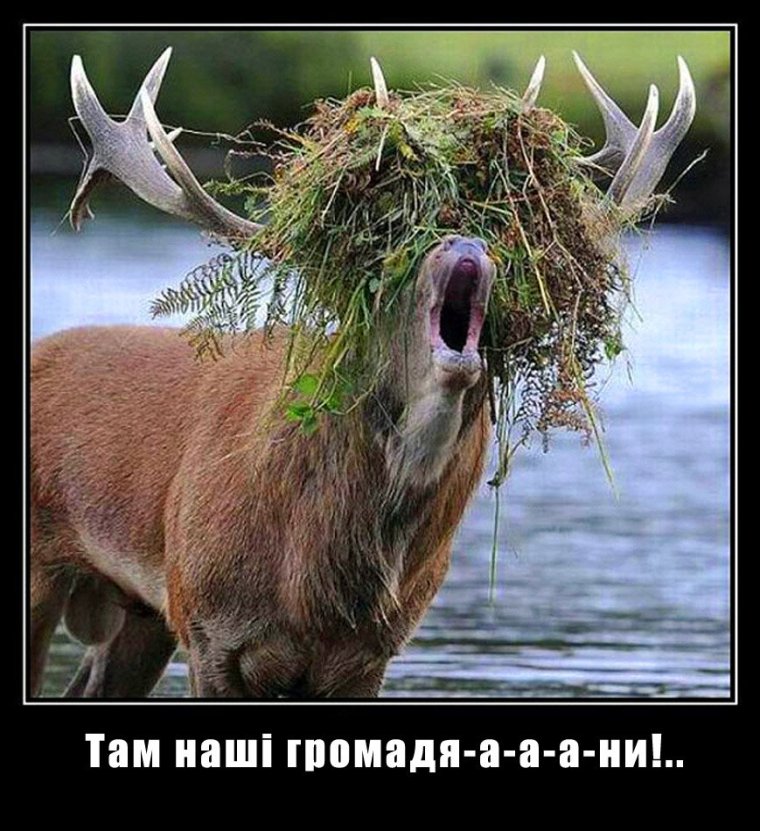 Глупый олень