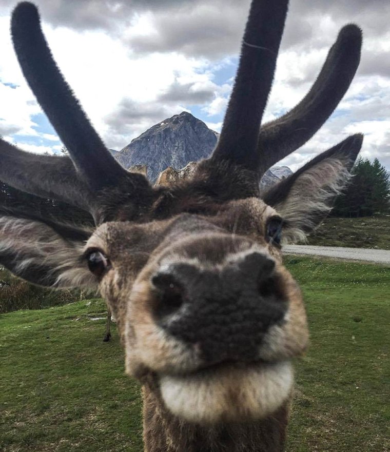 Олень селфи