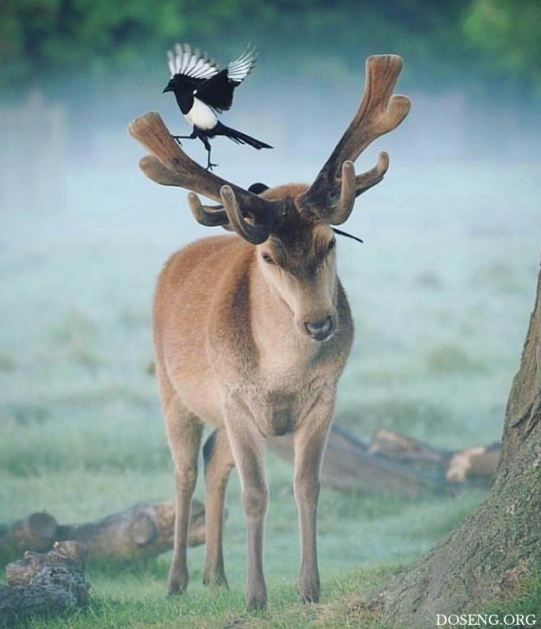 Грустный олень