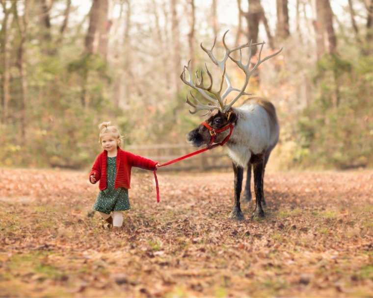 Северный олень юмор