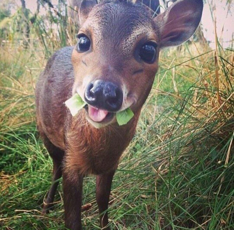 Олень улыбается