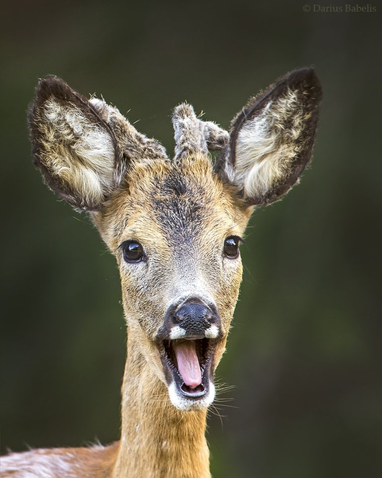 Коза кабарга