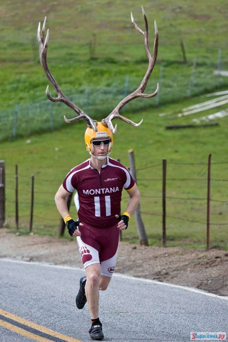 Олень прикол