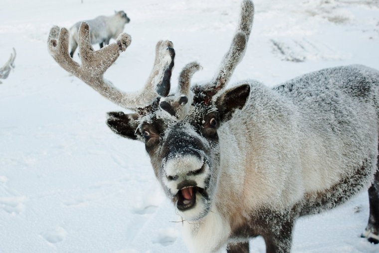 Северный олень снег