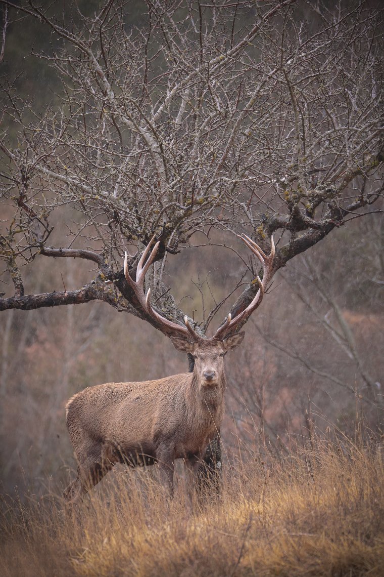 Величественный олень