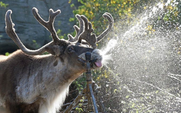 Смешной Северный олень