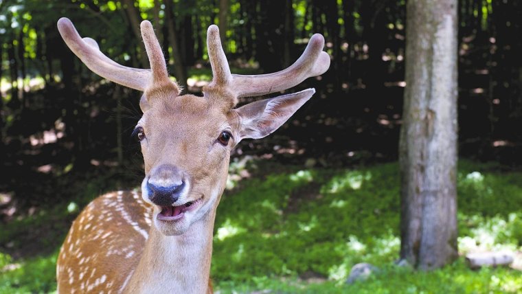 Счастливый олень
