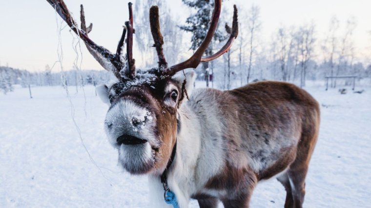 Смешные олени зимой