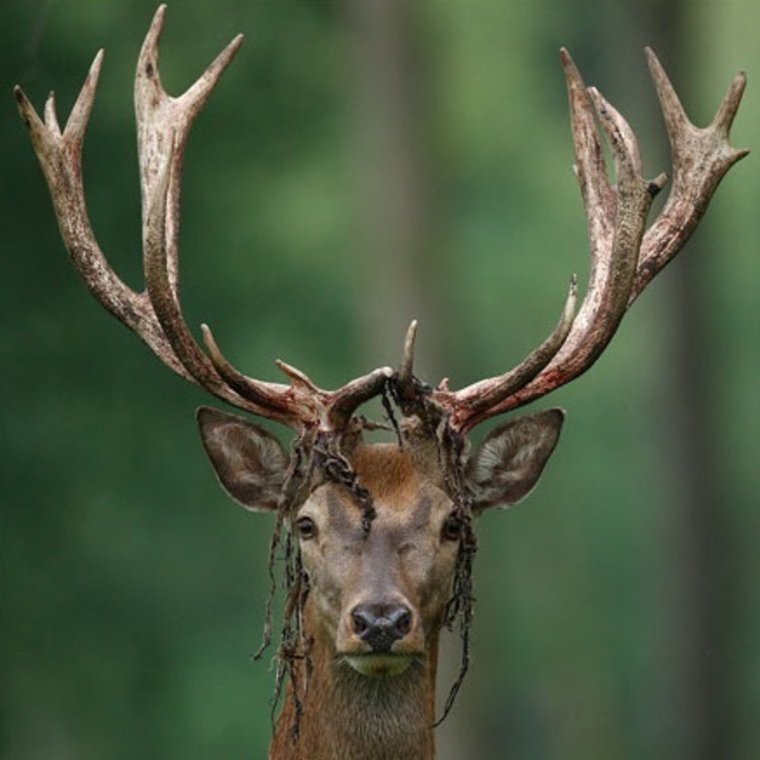 Наивный олень