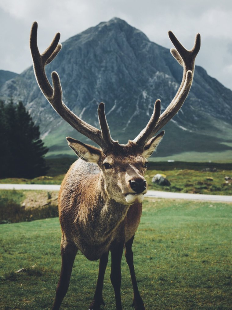 Карибу Доусона