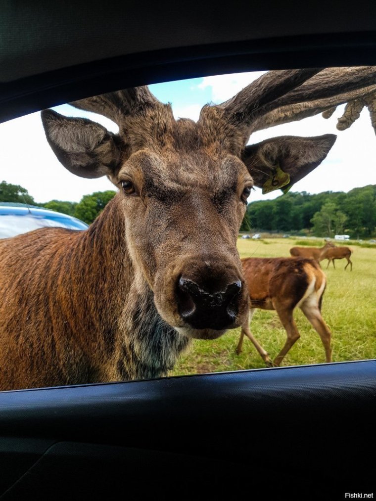 Прикольный олень