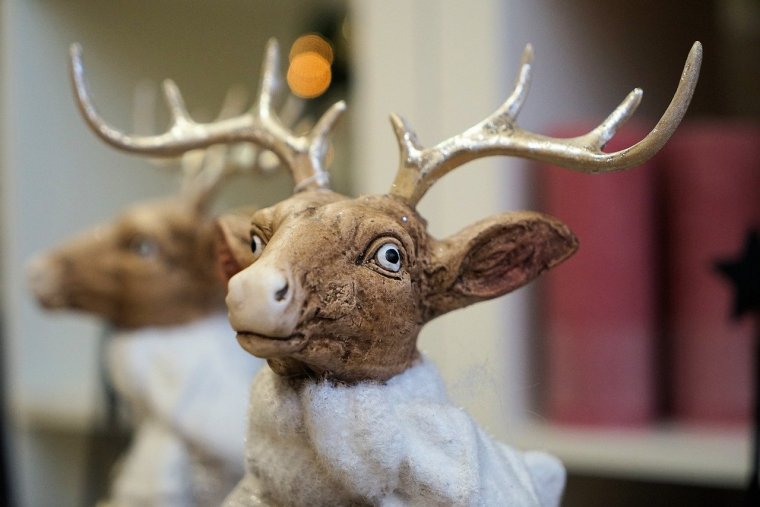 Оленьи рога