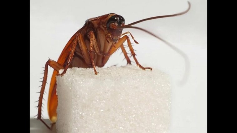 Таракан Роберто