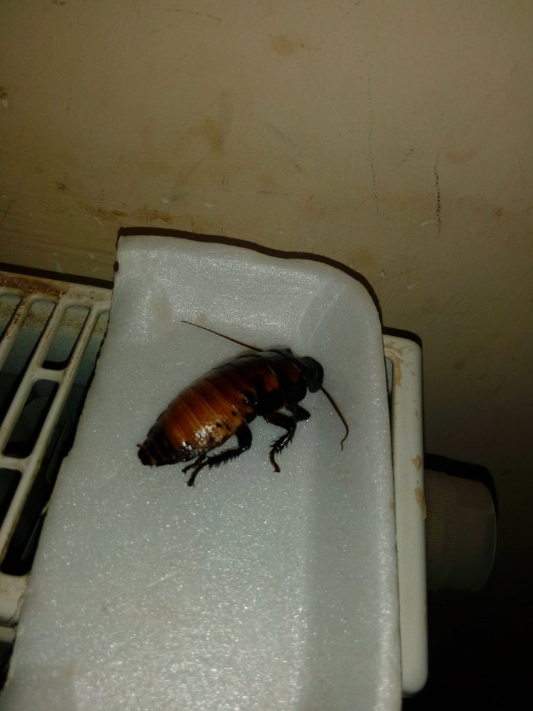 Истребитель тараканов