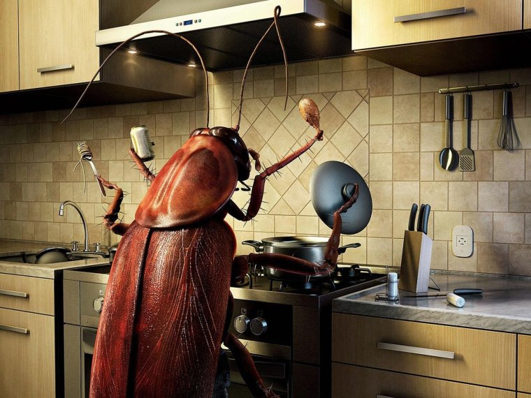 Тараканы насекомые