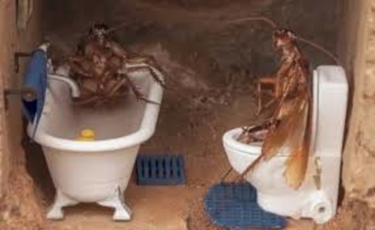 Тараканы в ванной