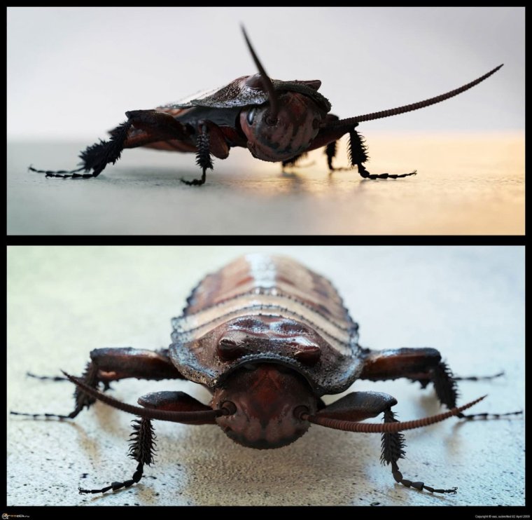 Черный летающий таракан