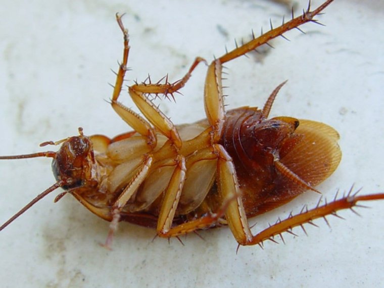 Тараканьи лапки