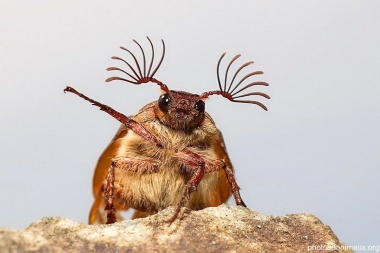 Смешной Жук