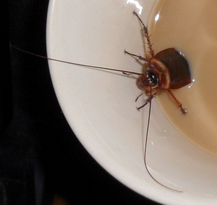 Шутки про рассаду