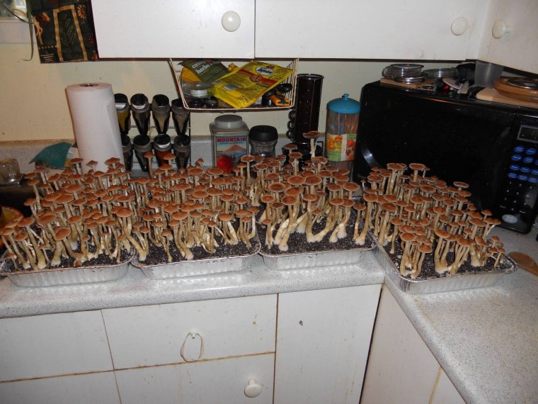 Тараканы в доме