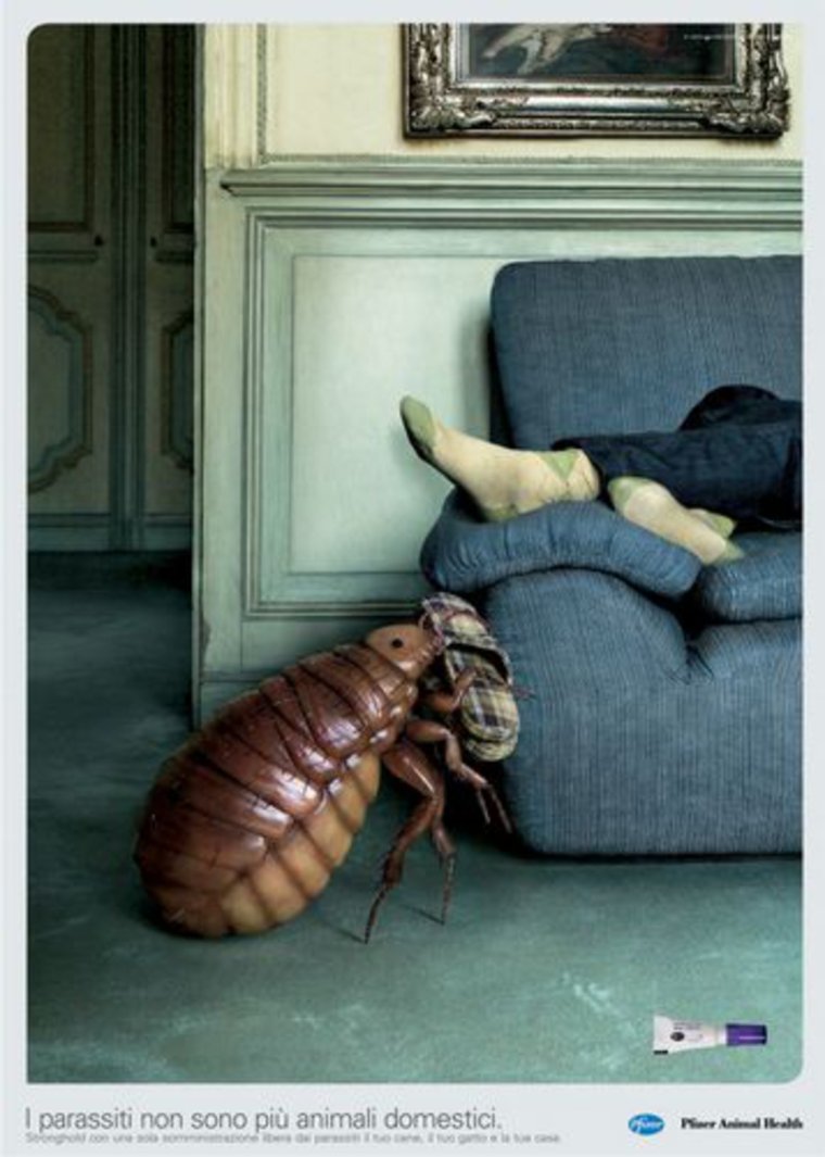 Таракан Тимоша