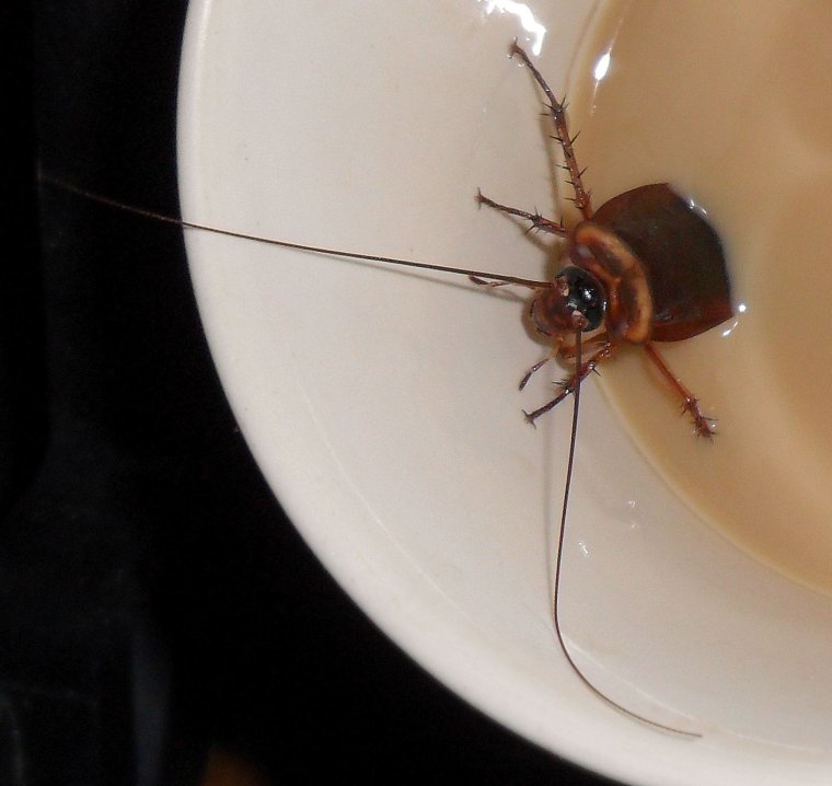 Тараканья семья