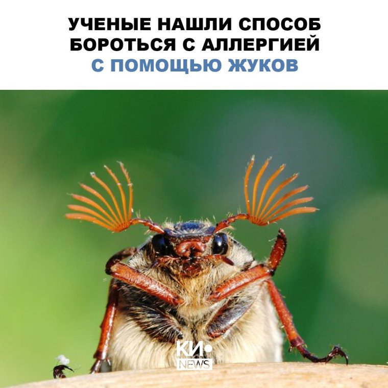 Фото тараканов