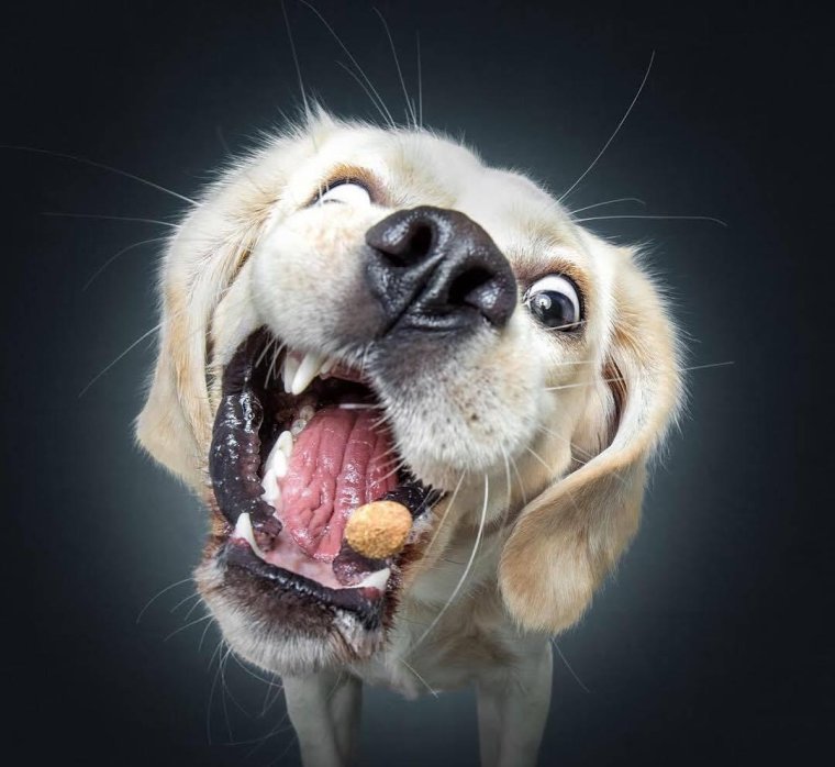 Смешные морды собак