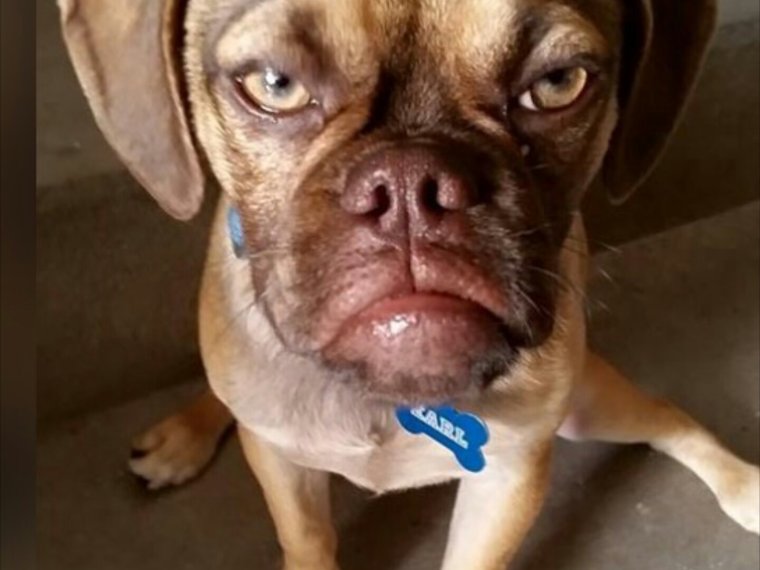 Грустный пес нытик Мем