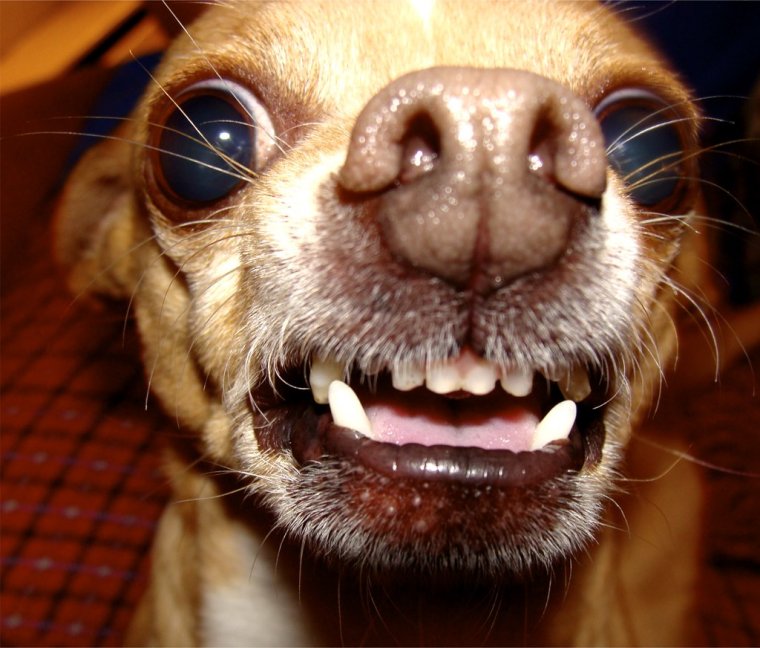 Смешная злая собака